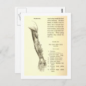 Vintage Anatomie | Armmuskeln (um 1852) Postkarte (Vorne/Hinten)