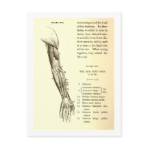 Vintage Anatomie | Armmuskeln (um 1852)