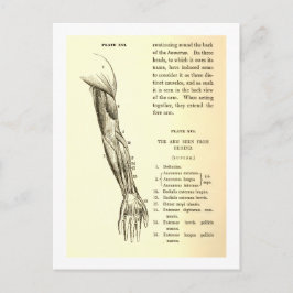 Vintage Anatomie | Armmuskeln (um 1852) Postkarte