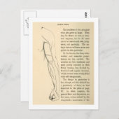 Vintage Anatomie | Armvenen (ca. 1852) Postkarte (Vorne/Hinten)