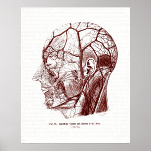 Vintage Anatomie Art Nerves of the Human Head Poster