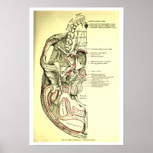 Vintage Anatomie-Basis des Schädel External Poster