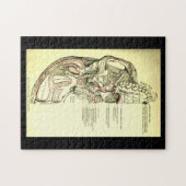 Vintage Anatomie-Basis des Schädel External Puzzle (Horizontal)