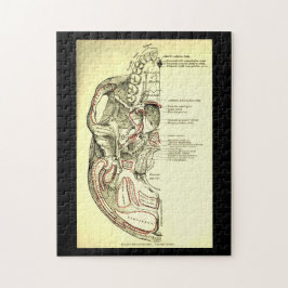 Vintage Anatomie-Basis des Schädel External Puzzle
