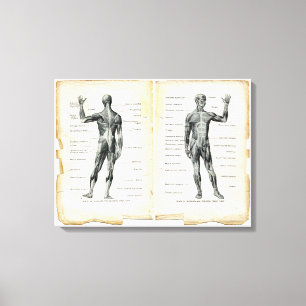 Vintage Anatomie-Buch-Seiten Leinwanddruck