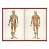 Vintage Anatomie-Buchseiten Fotodruck (Vorne)