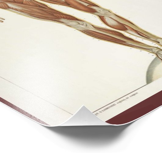 Vintage Anatomie-Buchseiten Fotodruck (Ecke)