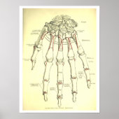 Vintage Anatomie der Hand Poster (Vorne)