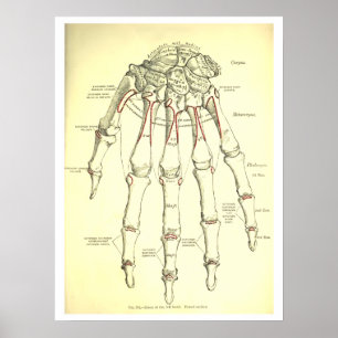 Vintage Anatomie der Hand Poster