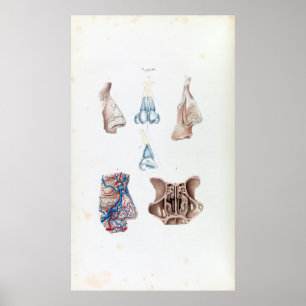 Vintage Anatomie der menschlichen Nase und der Sin Poster