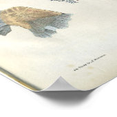 Vintage Anatomie der Niere Poster (Ecke)