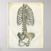 Vintage Anatomie der Spine Poster (Vorne)