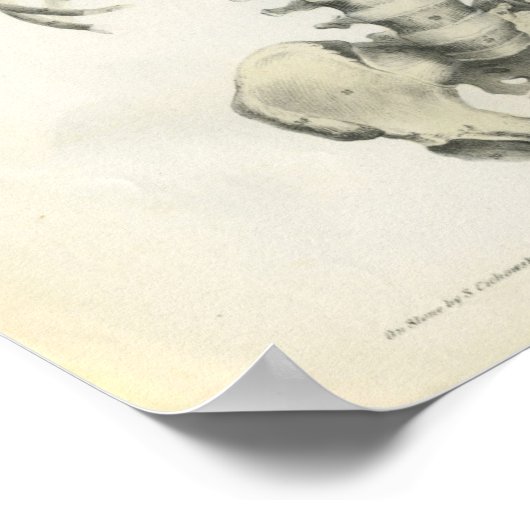 Vintage Anatomie des Axialskeletts Poster (Ecke)