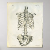 Vintage Anatomie des Axialskeletts Poster (Vorne)
