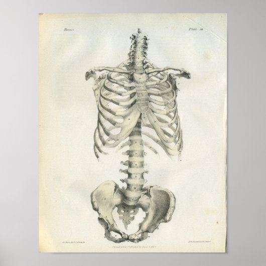 Vintage Anatomie des Axialskeletts Poster (Vorne)