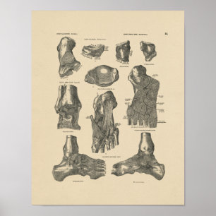 Vintage Anatomie des Fußgelenks 1880 Druck Poster