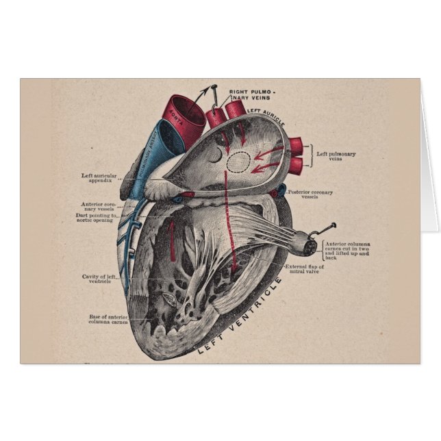 Vintage Anatomie des kardiovaskulären Systems des (Vorderseite (Horizontal))
