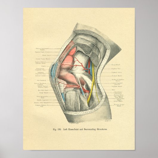 Vintage Anatomie des Kniegelenks Poster (Vorne)