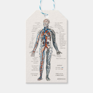 Vintage Anatomie des Kreislaufsystems Diagramm Geschenkanhänger