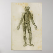 Vintage Anatomie des Lymphsystems Poster (Vorne)
