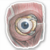 Vintage Anatomie des Menschen, Augenbläschen mit M Aufkleber (Vorderseite)