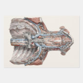 Vintage Anatomie des Menschen Geschenkpapier Set (Vorderseite 3)