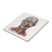 Vintage Anatomie des Menschen, Kopf-Throat-Nase Fliese (Seite)