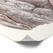 Vintage Anatomie des Menschen Poster (Ecke)