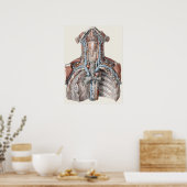 Vintage Anatomie des Menschen Poster (Küche)