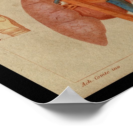 Vintage Anatomie des Menschen Poster (Ecke)