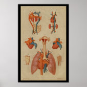Vintage Anatomie des Menschen Poster (Vorne)