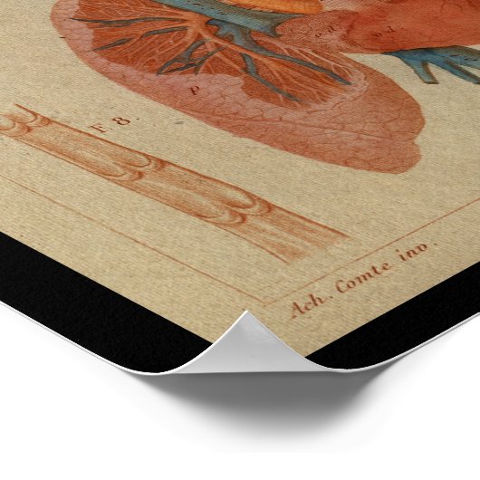 Vintage Anatomie des Menschen Poster (Ecke)