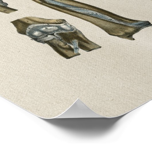 Vintage Anatomie des Menschen Poster (Ecke)