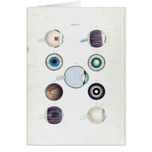 Vintage Anatomie des menschlichen Auges