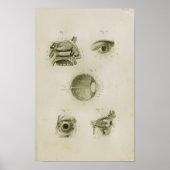 Vintage Anatomie des menschlichen Auges Poster (Vorne)