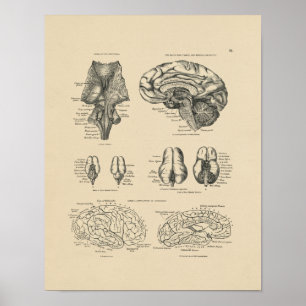 Vintage Anatomie des menschlichen Gehirns 1880 Pri Poster