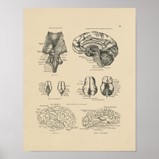 Vintage Anatomie des menschlichen Gehirns 1880 Pri Poster (Vorne)
