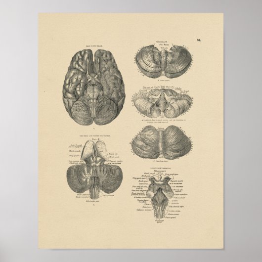 Vintage Anatomie des menschlichen Gehirns 1880 Pri Poster (Vorne)