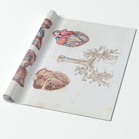 Vintage Anatomie des menschlichen Herzens und der Geschenkpapier (Ungerollt)