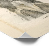 Vintage Anatomie des menschlichen Muskels Poster (Ecke)