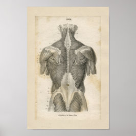 Vintage Anatomie des menschlichen Muskels Poster