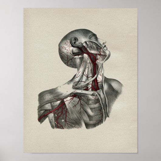Vintage Anatomie des menschlichen Nackens Poster (Vorne)