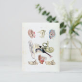 Vintage Anatomie des menschlichen Ohrs Postkarte (Stehend Vorderseite)