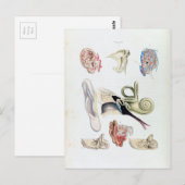 Vintage Anatomie des menschlichen Ohrs Postkarte (Vorne/Hinten)