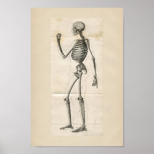Vintage Anatomie des menschlichen Skeletts Poster (Vorne)