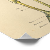 Vintage Anatomie des menschlichen Skeletts Poster (Ecke)