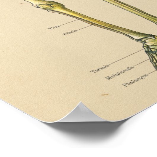 Vintage Anatomie des menschlichen Skeletts Poster (Ecke)