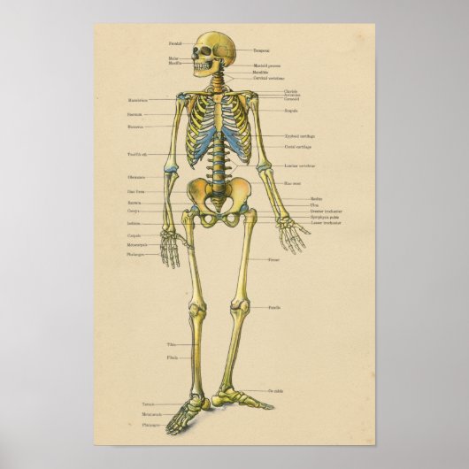 Vintage Anatomie des menschlichen Skeletts Poster (Vorne)