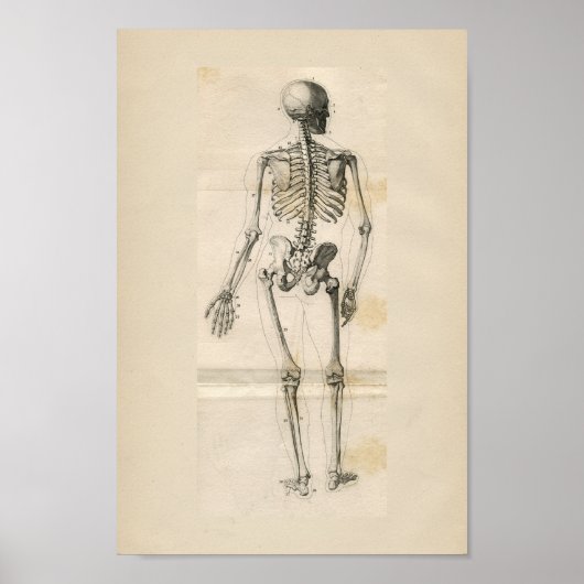 Vintage Anatomie des menschlichen Skeletts Poster (Vorne)