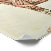 Vintage Anatomie des Pferdes Poster (Ecke)